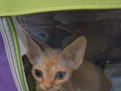 -唐小姐の私宠·宠物洗护美容·撸猫馆·购宠(周浦万达旗舰店)