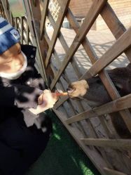 -萌宠亲子动物乐园(槐房万达店)