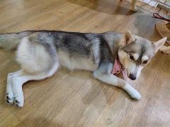 -Husky Go! 哈士奇体验馆·宠物咖啡厅狗咖