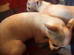 -椿树下·Tattoo纹身工作室