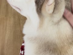 -Husky Go! 哈士奇体验馆·宠物咖啡厅狗咖