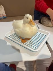 -Moni星球萌宠·小马宝莉·灵蛇·高端高阶全萌宠互动体验俱乐部(红豆国际广场店)