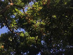 -白鹭洲公园