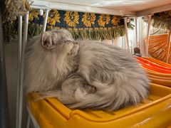 -平行世界·猫咖(首经贸店)