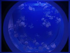 -芜湖新华联大白鲸海洋公园