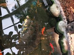 -上海大自然野生昆虫馆(东方明珠·爬宠昆虫探索中心)