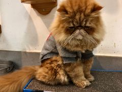 -Heymao猫咖.咖啡厅(东门店)