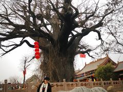 -大槐树寻根祭祖园