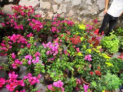 -桂林市花鸟市场