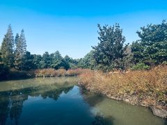 -上海滨江森林公园