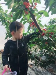 -蓝呗呗蓝莓草莓采摘园(通州区马驹桥店)