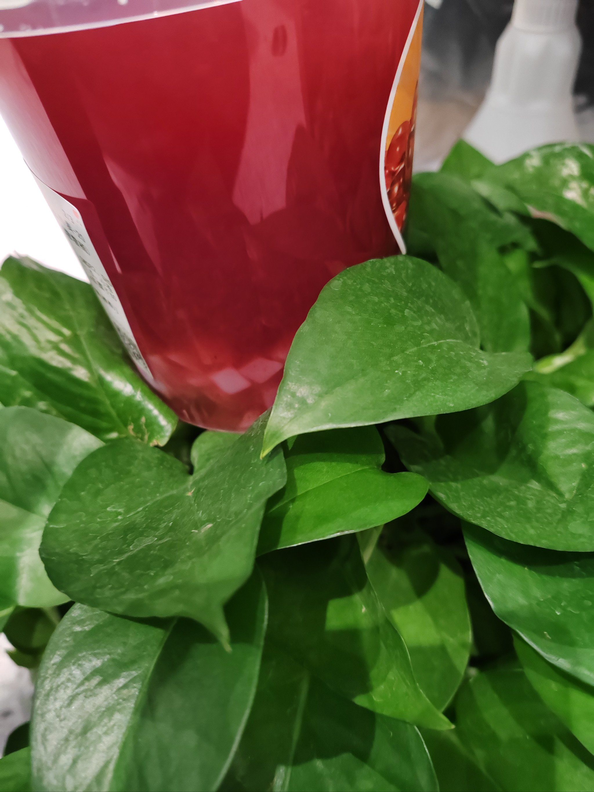 大融城悸动烧仙草