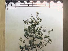 -拙政园