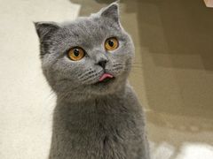 -藏猫猫咖啡主题馆(中央大道店)