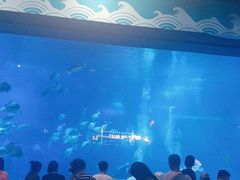 -烟台海昌鲸鲨海洋公园