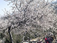-白水寺森林公园