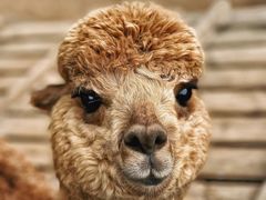 -青岛森林野生动物世界