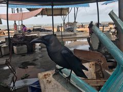 -尼甘布海鲜市场