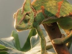 -上海大自然野生昆虫馆(东方明珠·爬宠昆虫探索中心)
