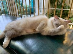 -喵喵咪呀布偶猫咖(春熙路店)
