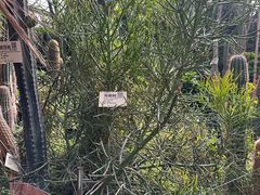 -呀路古热带植物园