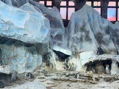 -帝企鹅自助餐厅•儿童岛•真企鹅(长隆企鹅酒店)