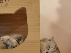 -猫咪派对(江南西店)