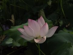 -花博汇(知音花月夜)
