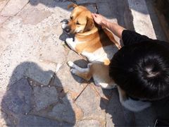 iphone_upload_pic-九溪烟树