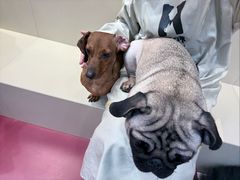 -和它·交个朋友·狗咖猫咖(爱琴海店)