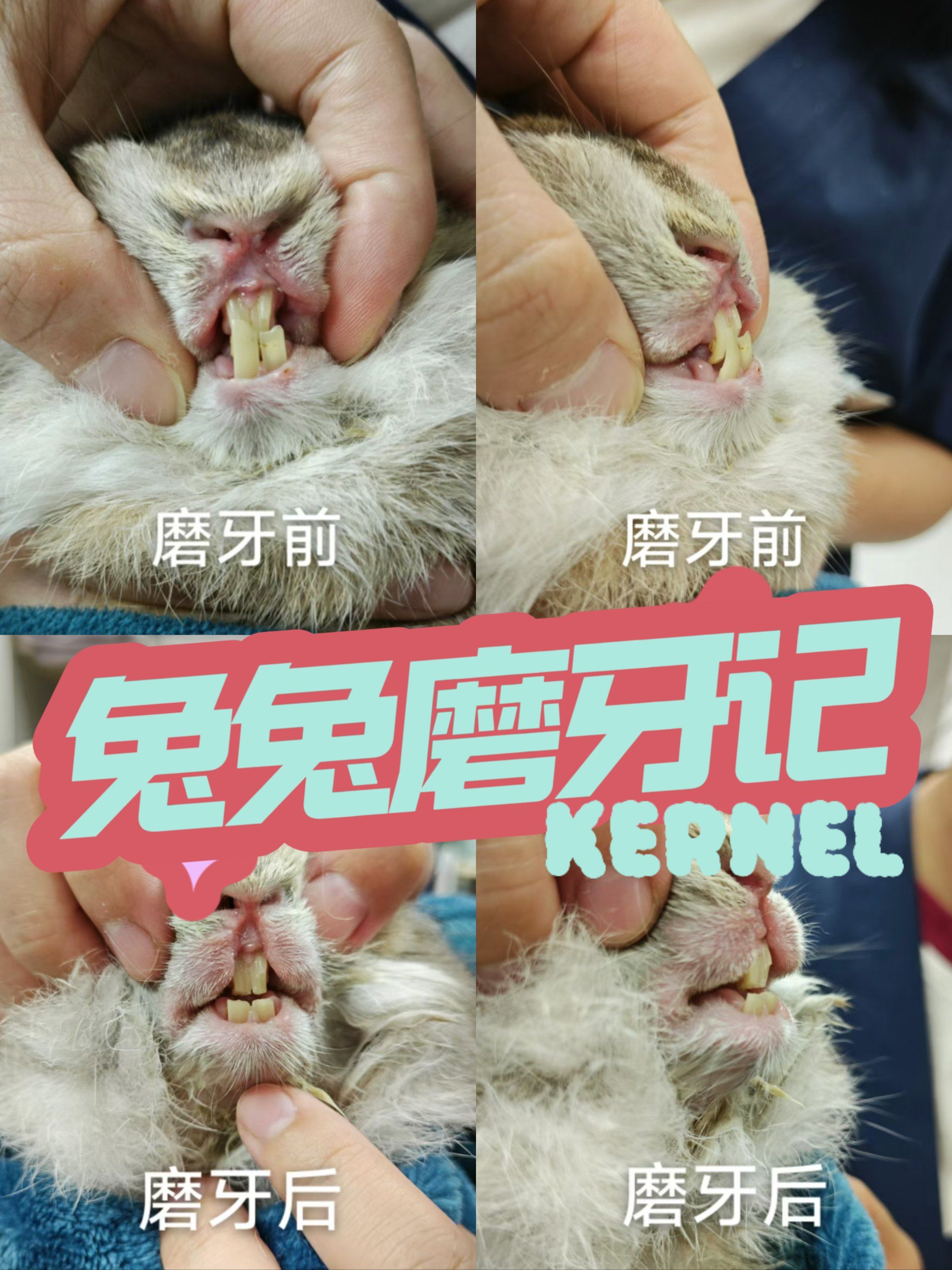 《兔兔磨牙记》