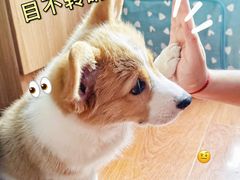 -宠福鑫康馨动物医院·骨科·眼科