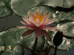-云溪植物园