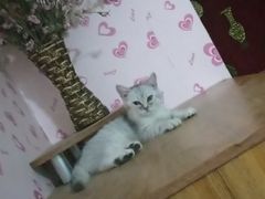 -瑞派福兴宠物医院犬猫全科·骨科·中西医结合(河东店)