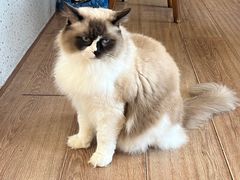 -有猫主题·治愈系猫咖(曾厝垵店)