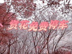 -高东镇樱花园