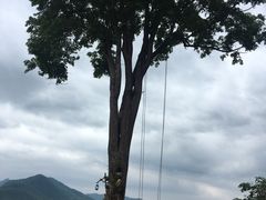 -大树秋千