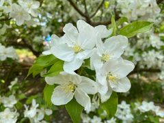 -海棠花溪(元大都城垣遗址公园)