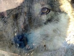 -新疆天山野生动物园