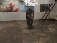 iphone_upload_pic-西安秦岭野生动物园