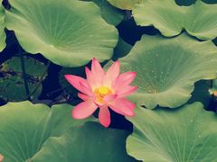 -洪湖生态旅游区