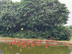 -广州长隆飞鸟乐园