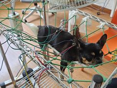-北京观赏动物医院·24小时大型综合·猫专科·异宠专科