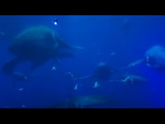 -烟台海昌鲸鲨海洋公园