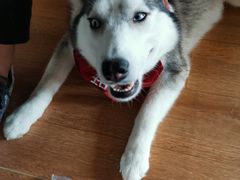 -Husky Go! 哈士奇体验馆·宠物咖啡厅狗咖