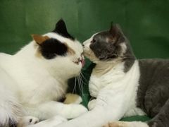 -猫色咖啡·猫咖