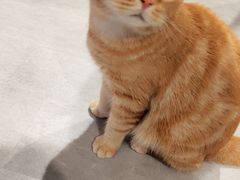 -猫儿山۰猫主题餐厅
