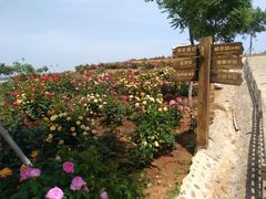 景点-密云玫瑰情园