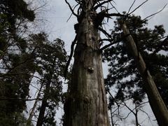 -天目山大树王景区