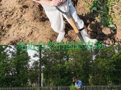-前小桔亲子创意农场·草莓采摘·露营烧烤